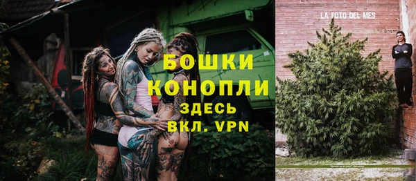 сатива Верея